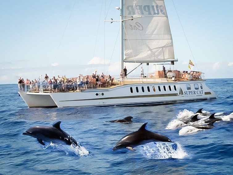 See Dolphins in Gran Canaria